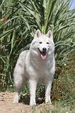 SIBERIAN HUSKY 070